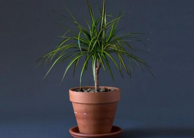 Zašto moja dracena ima smeđe vrhove? 2 wop Dracena347685