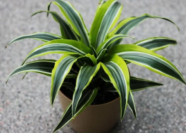 Zašto moja dracena ima smeđe vrhove (Dracaena Fragrans) 2 wop Dracena457869