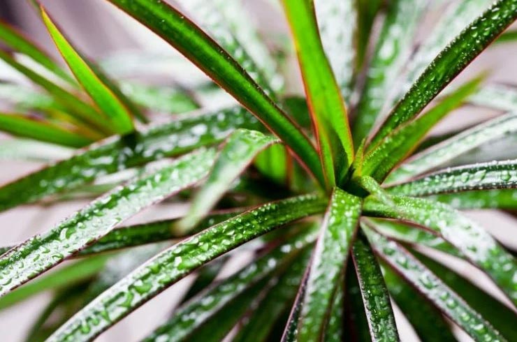 Zašto moje madagaskarsko zmajevo drvo umire? (10 rješenja) 2 wop Drvo78956044