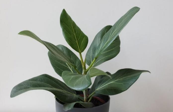 Njega fikusa Audrey (Ficus benghalensis) 2 wop Fikus6784362090922