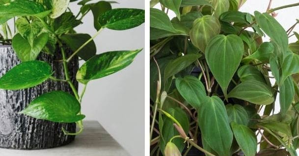 Zlatni puzavac i filodendron: Koja je razlika? 2 wop Filodendron678324 2