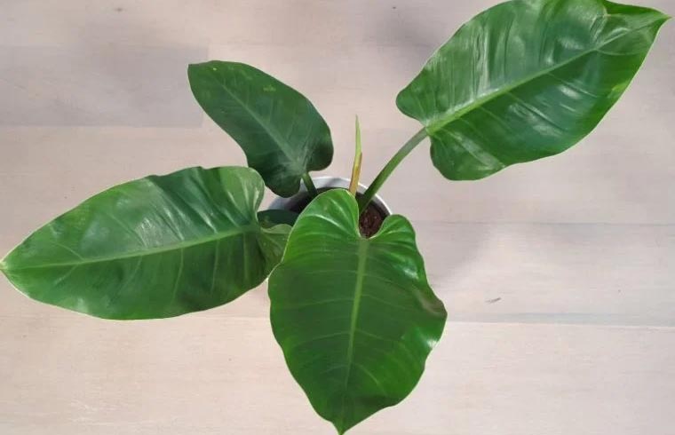Vodič za njegu filodendrona Imperial Green 2 wop Filodendron76539800