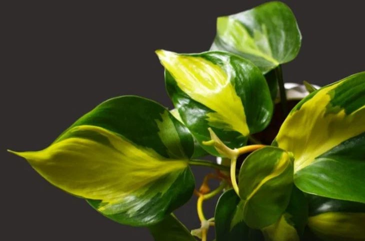 Vodič za njegu brazilskog (srcolisnog) filodendrona 2 wop Filodendron7803459656