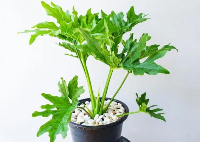Njega filodendrona xanadu (Thaumatophyllum xanadu) 2 wop Filodendron786043535