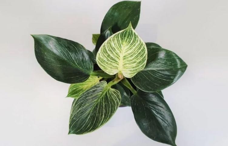 Briga za filodendron birkin (potpuni vodič) 2 wop Filodendron879503636