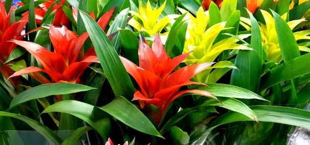 15 prekrasnih sobnih biljaka s crvenim cvjetovima 10 wop Guzmania773373