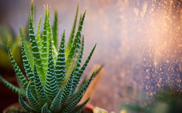 23 najbolje kupaonske biljke koje izgledaju fantastično 14 wop Haworthia73275