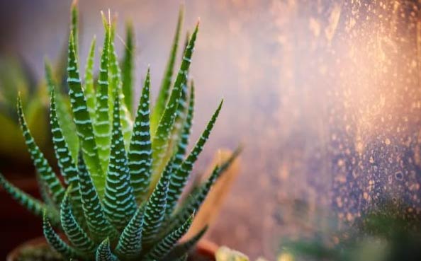 wop Haworthia73275