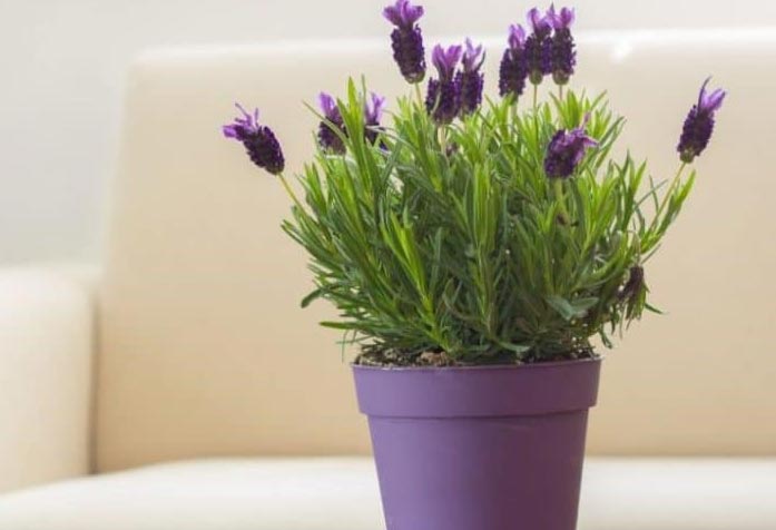 Zašto moja lavanda umire? (7 jednostavnih rješenja) 2 wop Lavanda3784655