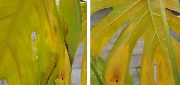 Zašto moja Monstera deliciosa ima žuto lišće? 3 wop Monstera zuto lisce592606