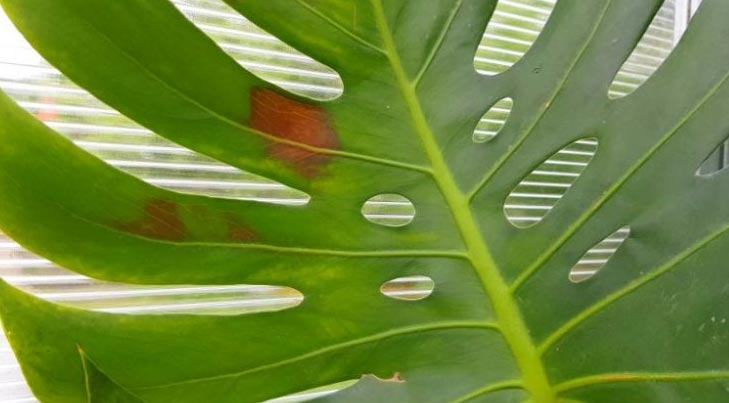 Zašto moja monstera ima smeđe mrlje? 3 wop Monstera360879936