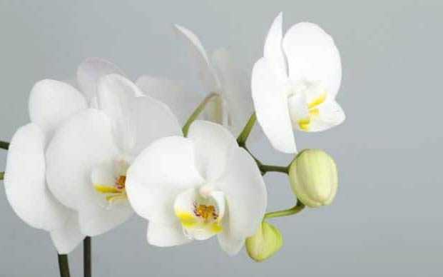 Wow Orchidee
