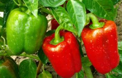 Sadnja, uzgoj i berba paprike 2 wop Paprika763489