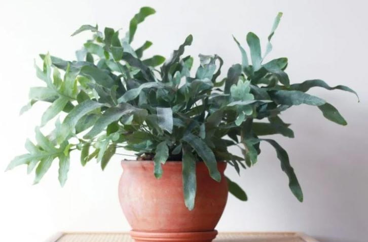 Njega phlebodiuma – uzgojite prekrasan Phlebodium aureum 2 wop Phlebodium7806327