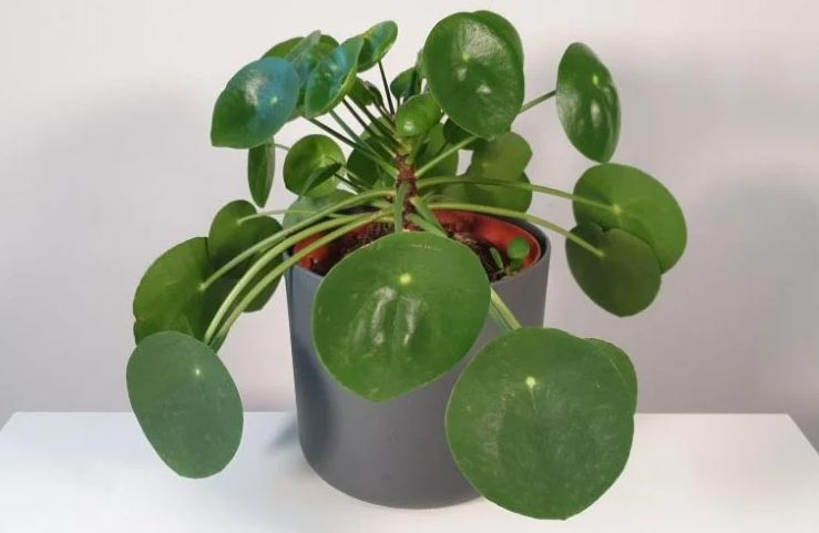 Zašto moja pilea visi? (7 rješenja) 2 wop Pilea7683099