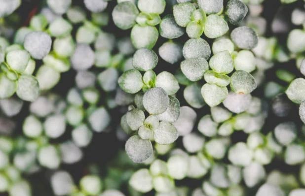 Njega pileje glauce – Kako uzgajati pileu 2 wop Pilea7896430232