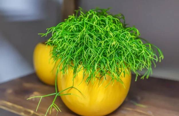 Njega rhipsalisa – kako uzgajati rhipsalis 3 wop Rhipsalis7860922