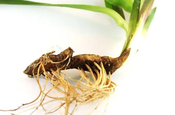 Rhizom und Wurzel – was ist der Unterschied? 2 wop Rizom6734773