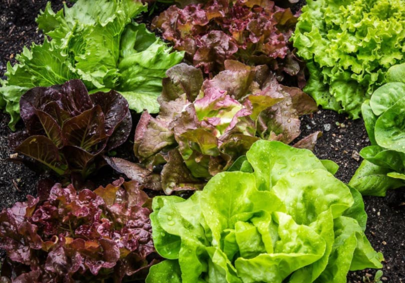 Sadnja, uzgoj i berba salate 2 wop Salata678425959