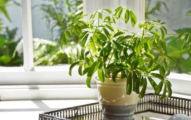 wop Schefflera