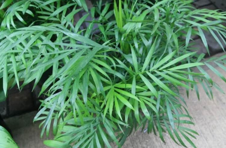 Zašto moja sobna palma visi? (Chamaedorea Elegans) 2 wop Sobna palma47865