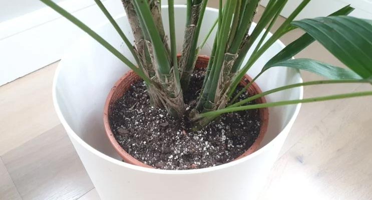 7 razloga zašto se tlo u teglama ne suši (i kako to riješiti) 2 wop Tlo7368978396008097