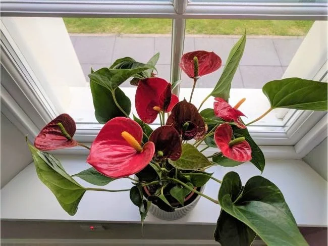 Anthurium ne cvjeta? 7 načina da procvjeta 2 wop anthurium7438965785433673