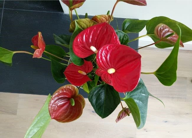 Lišće anthuriuma postaje žuto (uzroci i rješenja) 2 wop anthurium789346636