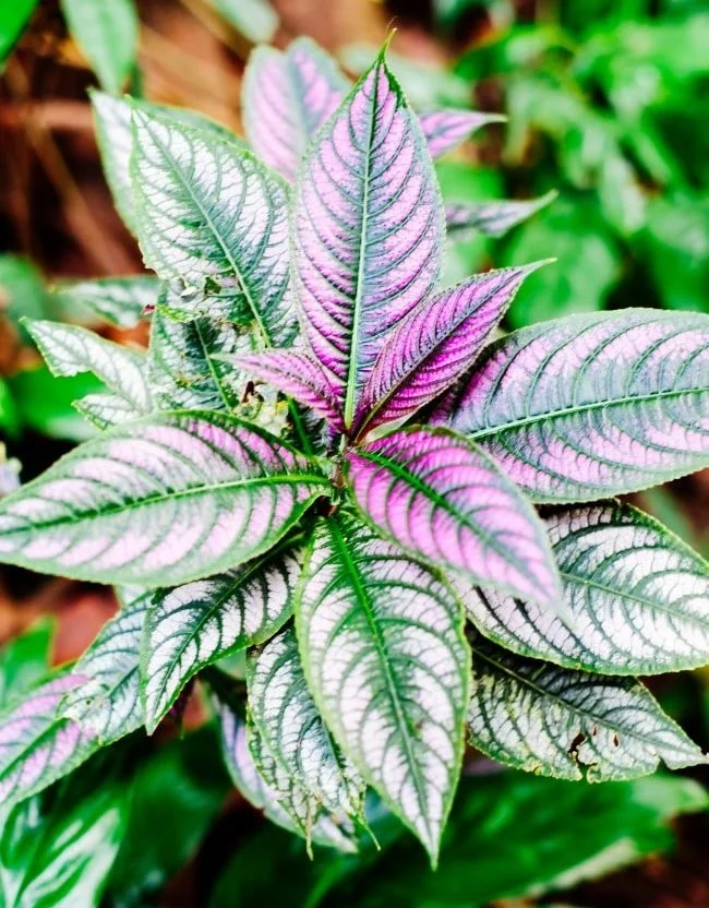 Njega biljke perzijskog štita – kako uzgajati Strobilanthes Dyerianus 6 wop b76vg549g745hu45zhuz45huzoi455hwwuh5u4