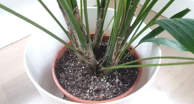 7 problema Kentia palmi (i rješenja) 5 wop bg803e489g39ph54g3