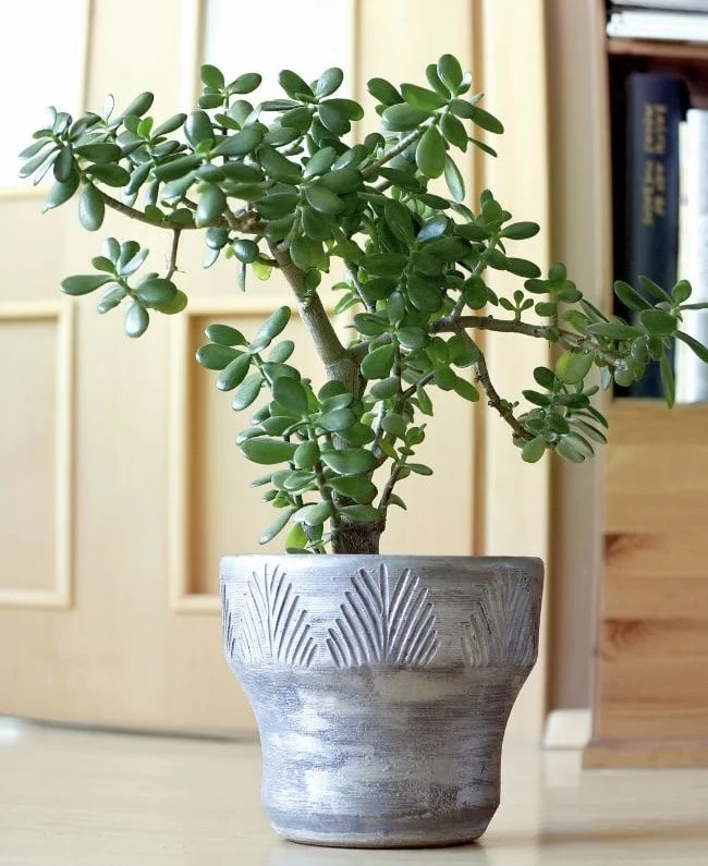 Njega biljaka žada: Potpuni vodič za uzgoj (Crassula Ovata) 5 wop bg840h8hw48ghdrthdthw4gt84whjgg4wi8