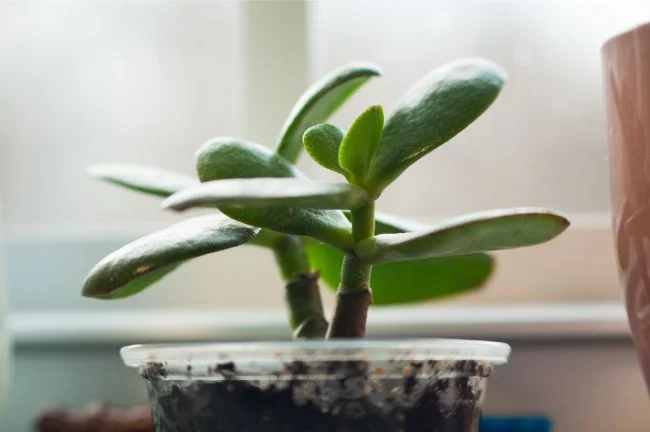 Njega biljaka žada: Potpuni vodič za uzgoj (Crassula Ovata) 7 wop bg8u340hww87hbw04bd