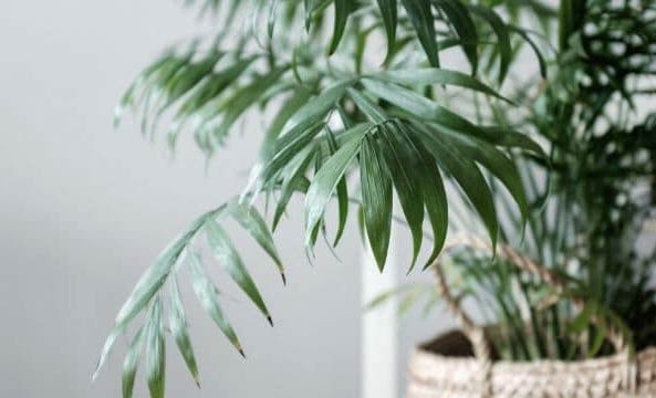 Zašto moja sobna palma visi? (Chamaedorea Elegans) 3 wop bgpal