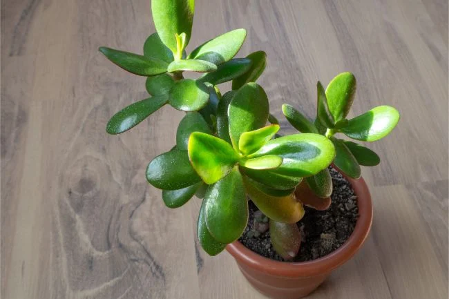 Njega biljaka žada: Potpuni vodič za uzgoj (Crassula Ovata) 3 wop bgzw347hgw0uzbhuzbhw0gu