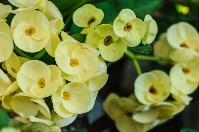 Njega trnove krune (Euphorbia Milii) 5 wop bh54ghg4h5g5h4gbhj4bghj5hbjw4hbvjkhb54kv