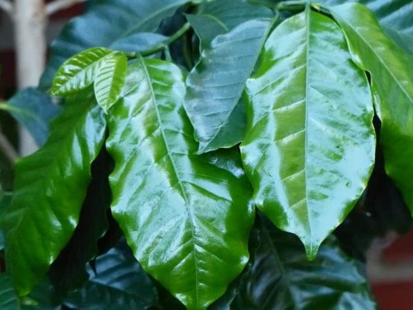 Njega biljke kave u zatvorenom prostoru (Coffea arabica) 3 wop bhj34b7lhj34nbi7ne