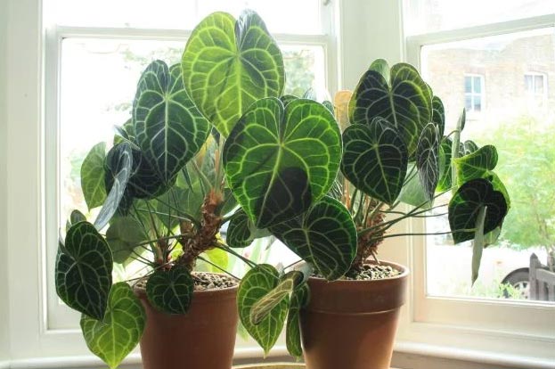 Njega anturija (Anthurium clarinervium) - potpuni vodić 4 wop bhjo3l4j354c7n34mn7co43