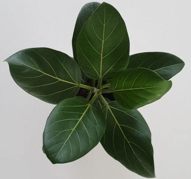 Njega fikusa Audrey (Ficus benghalensis) 3 wop bhojil4b3hhujiiohn4c55iin848