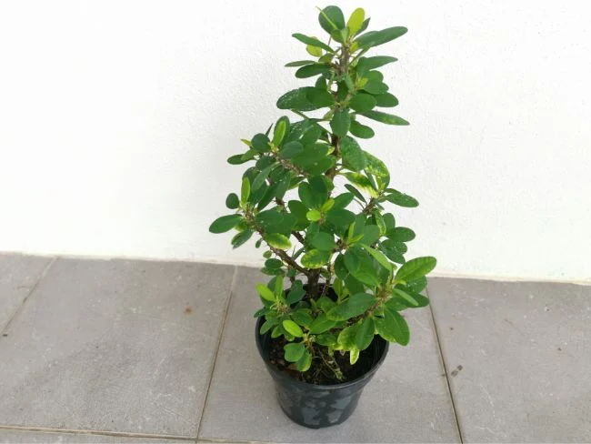 Njega trnove krune (Euphorbia Milii) 7 wop bhub54hjbjbzj65bjgkl5jknl5nbjk5b
