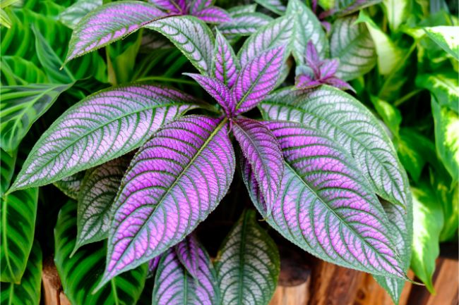 Njega biljke perzijskog štita – kako uzgajati Strobilanthes Dyerianus 2 wop biljka perzijskog stita564372997984535369784355