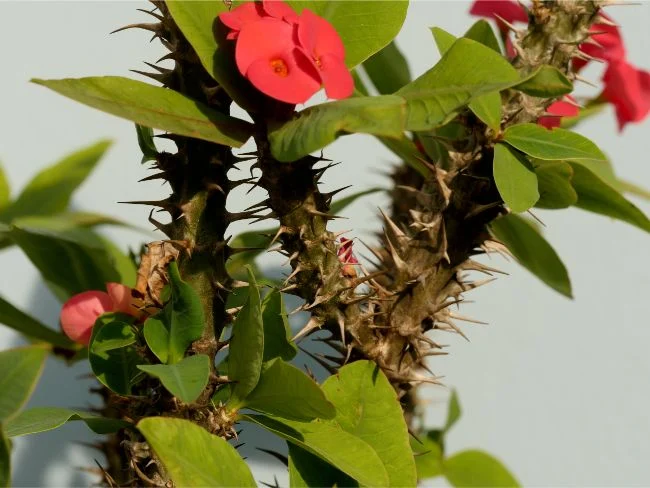 Njega trnove krune (Euphorbia Milii) 6 wop bjhjh45bhj54bhjb5hjgbjbnjhgbnjbnkjbng45