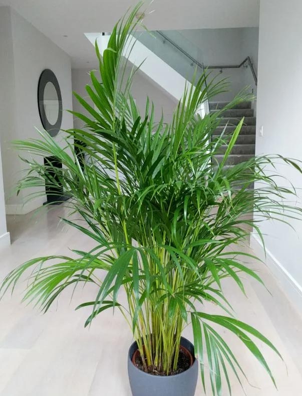 Razmnožavanje areca palmi – korak po korak vodič 5 wop bjhkl3h4nuj7nh3n7c3cdj