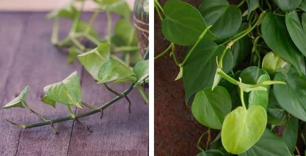 Zlatni puzavac i filodendron: Koja je razlika? 6 wop blcnbailcnbhpcae 1