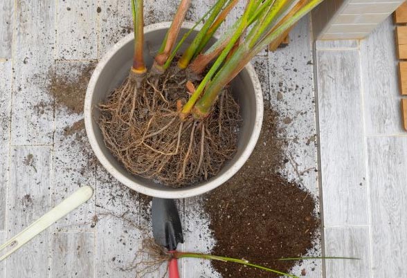 Razmnožavanje areca palmi – korak po korak vodič 3 wop bnhlj23bj43ln737kcsg