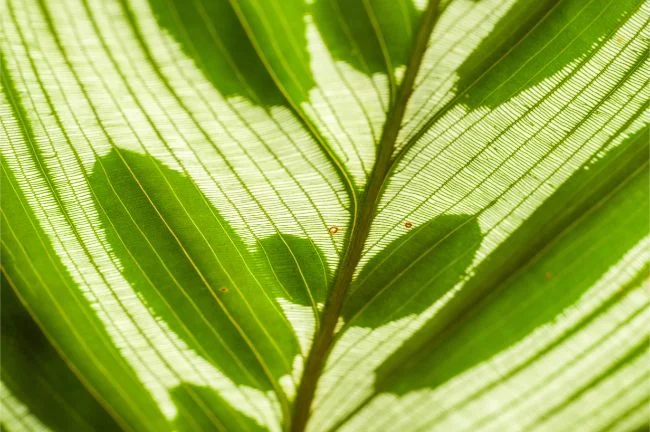 Njega biljke pauna – Kako se brinuti za Calatheu Makoyanu 3 wop bnz9g43e77gz397g7z434guz34uzuz34gizuqfjheorblvv