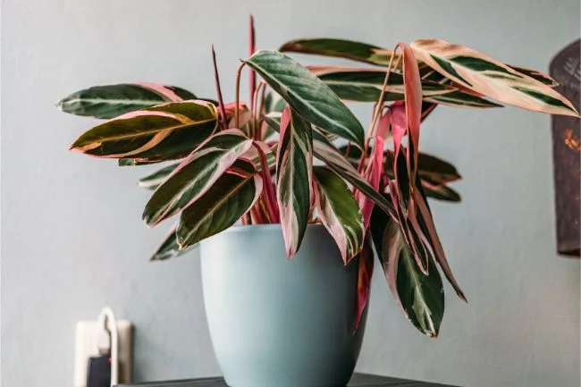 Kako se brinuti za Stromanthu Triostar (Stromanthe Sanguinea) 6 wop bnzv3h4wu8zhgw34hguu43g