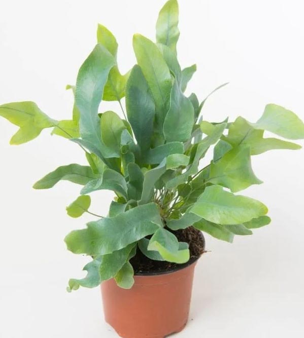 Njega phlebodiuma – uzgojite prekrasan Phlebodium aureum 3 wop boijstrblnighujnjhgoieaj5w43