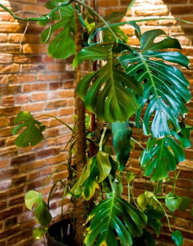 Zašto moja Monstera deliciosa ima žuto lišće? 6 wop bolinapioha