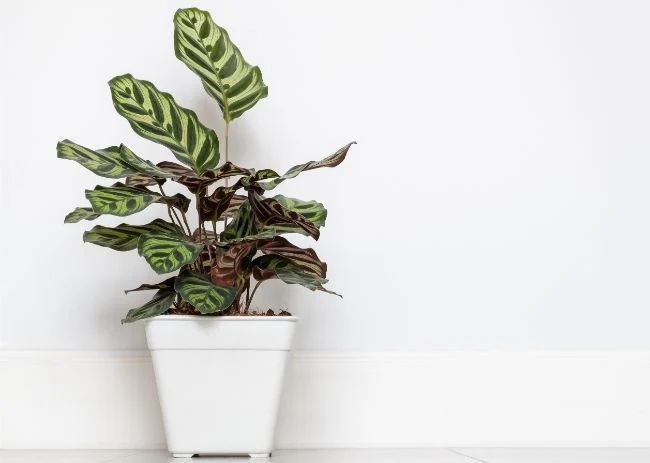 Njega biljke pauna – Kako se brinuti za Calatheu Makoyanu 2 wop bu547hu45g84h854uh54uh54u5i454uibggu5b4ub54jiov