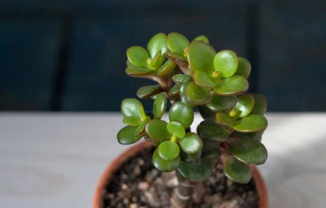 Njega biljaka žada: Potpuni vodič za uzgoj (Crassula Ovata) 4 wop buzvgh837h0whu8w4bh0bow4hppg